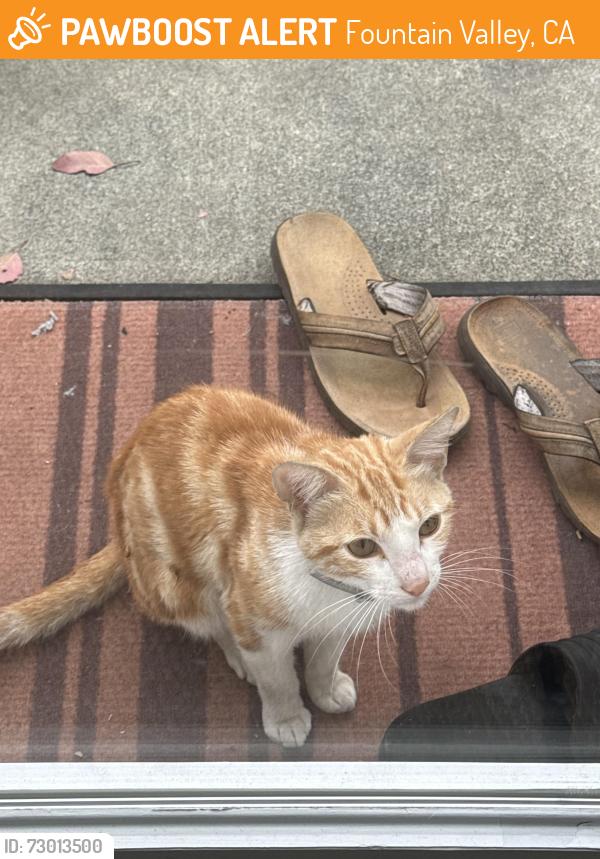 Found/Stray Unknown Cat last seen Warner Ave and Los Jardines, Fountain Valley , Fountain Valley, CA 92708