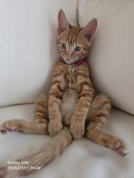 Lost Male Cat last seen Mesa Blvd, Chino Hills, CA 91709