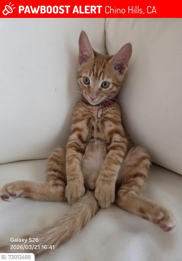 Lost Male Cat last seen Mesa Blvd, Chino Hills, CA 91709