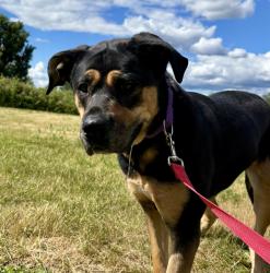 Shelter Stray Female Dog last seen SW Luradel & SW 46th, OR, 1700 W Historic Columbia River Hwy, Troutdale, OR 97060, USA