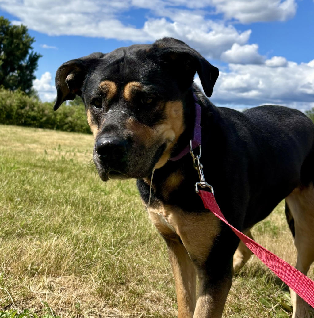 Shelter Stray Female Dog last seen SW Luradel & SW 46th, OR, 1700 W Historic Columbia River Hwy, Troutdale, OR 97060, USA