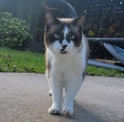 Lost Male Cat last seen Riverside drive, Indialantic, FL 32903