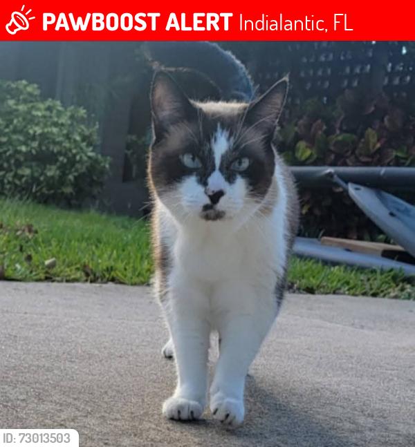 Lost Male Cat last seen Riverside drive, Indialantic, FL 32903
