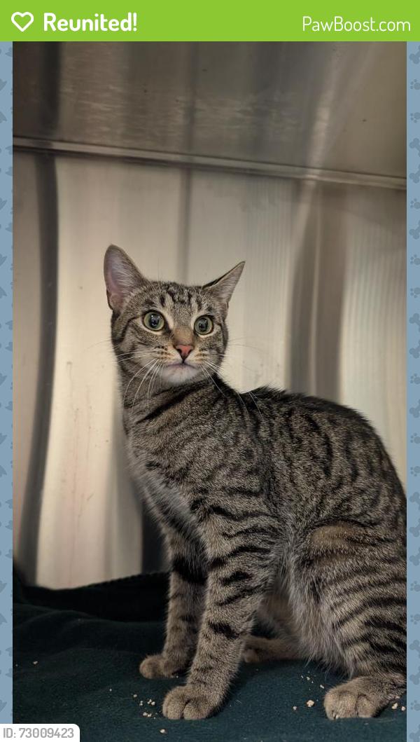 Reunited Female Cat last seen Tolmie Ave, Coquitlam, BC V3K, Canada, Coquitlam, BC V3K
