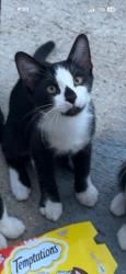 Reunited Male Cat last seen Near troy dr Fort Worth Tx 76123, Fort Worth, TX 76123
