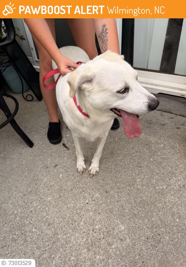 Found/Stray Female Dog last seen Bradfield court, Wilmington, NC 28411