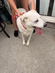 Found/Stray Female Dog last seen Bradfield court, Wilmington, NC 28411