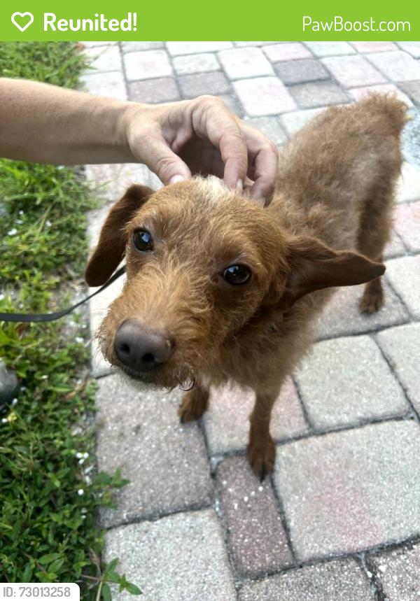 Reunited Male Dog last seen Gateway area between 7th Street N. and 88th/89th Avenue, St. Petersburg, FL 33702