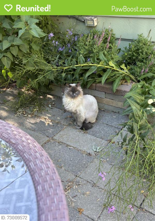 Reunited Male Cat last seen Near W Edson St, Boise, ID 83705, USA, Boise, ID 83705