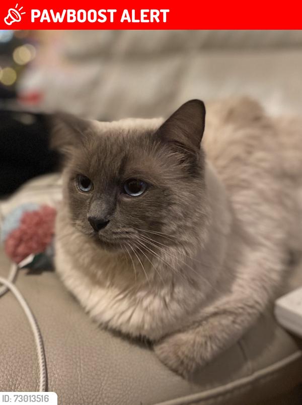 Lost Male Cat last seen Around flts maybe, Greater Manchester, England M9 8GD