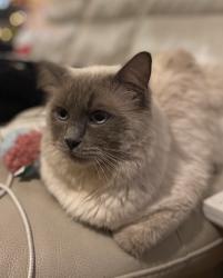 Lost Male Cat last seen Around flts maybe, Greater Manchester, England M9 8GD