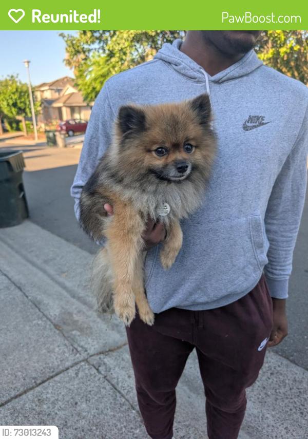 Reunited Male Dog last seen Club Center and Natomas Blvd, Sacramento, CA 95835