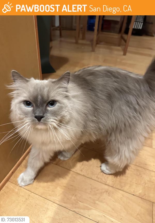 Found/Stray Unknown Cat last seen Camino Tranquilo and Via Tranquilo, San Diego, CA 92122