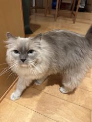 Found/Stray Unknown Cat last seen Camino Tranquilo and Via Tranquilo, San Diego, CA 92122