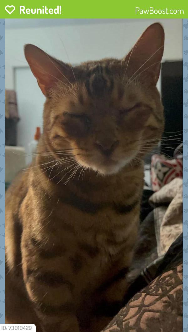Reunited Male Cat last seen Mission Blvd & Temple Ave, Pomona, CA 91766