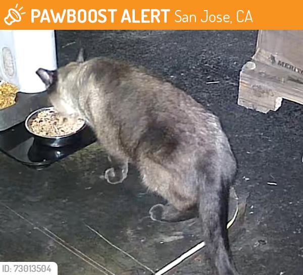 Found/Stray Male Cat last seen HERTZ RENTALS, San Jose, CA 95112