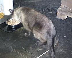 Reunited Male Cat last seen HERTZ RENTALS, San Jose, CA 95112