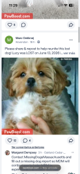 Lost Female Dog last seen Near turner st Brockton MA, Brockton, MA 02301