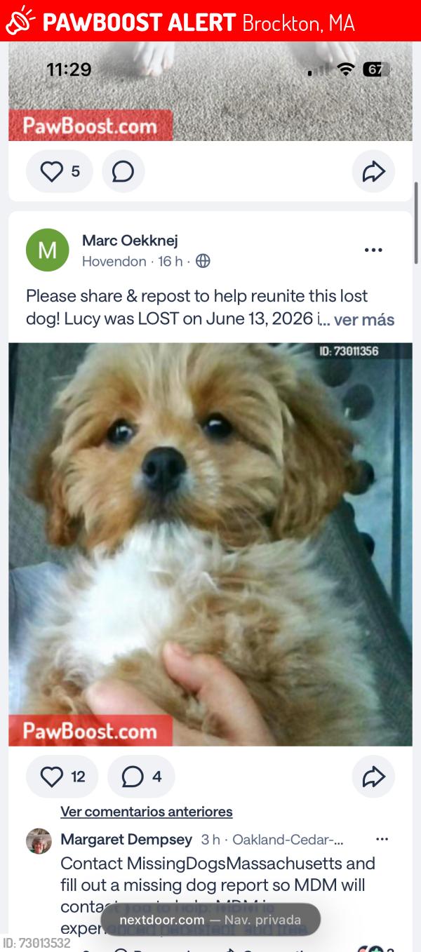 Lost Female Dog last seen Near turner st Brockton MA, Brockton, MA 02301