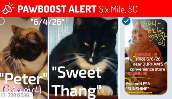 Lost Female Cat last seen Old keowe church Rd, hwy 183,&133, Crowe Creek Rd., Mt. Olivia rd., MILE CREEK, Six Mile, SC 29682