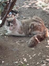 Found/Stray Unknown Cat last seen Seville Park, Fontana, CA 92335