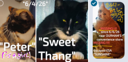 Lost Female Cat last seen Old keowe church Rd, hwy 183,&133, Crowe Creek Rd., Mt. Olivia rd., MILE CREEK, Six Mile, SC 29682