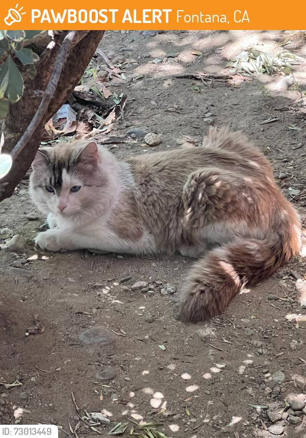 Found/Stray Unknown Cat last seen Seville Park, Fontana, CA 92335