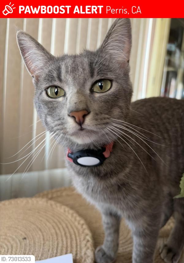 Lost Female Cat last seen Chant St/Spectacular Bid St/ Genuine Risk St, Perris, CA 92571