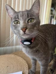 Lost Female Cat last seen Chant St/Spectacular Bid St/ Genuine Risk St, Perris, CA 92571