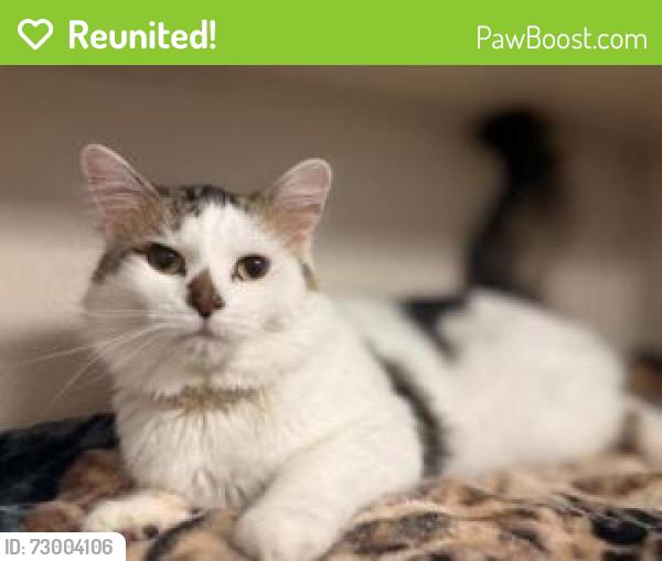 Reunited Male Cat last seen Briggs Hill/Glen Lily, Bowling Green, KY 42101