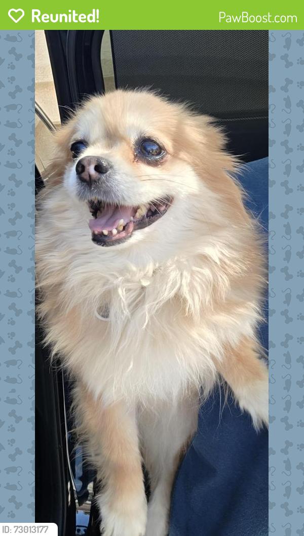 Reunited Female Dog last seen In Majestic Hills neighborhood, Henderson, NV 89052