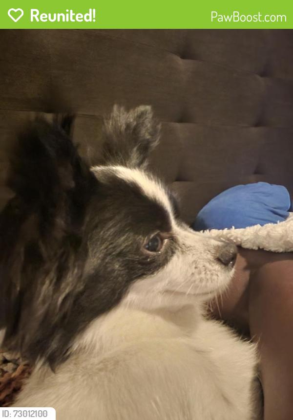 Reunited Female Dog last seen California lane, Arlington, TX 76015
