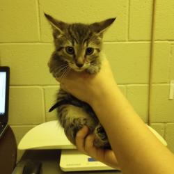 Shelter Stray Male Cat last seen , 54687 Co Rd 19, Bristol, IN 46507, USA