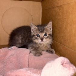 Shelter Stray Male Cat last seen , 54687 Co Rd 19, Bristol, IN 46507, USA