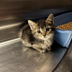Shelter Stray Male Cat last seen , 54687 Co Rd 19, Bristol, IN 46507, USA