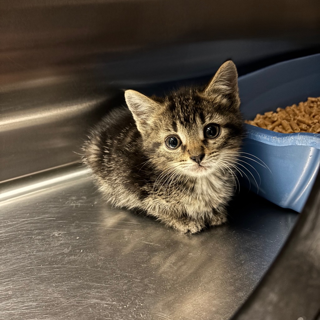 Shelter Stray Male Cat last seen , 54687 Co Rd 19, Bristol, IN 46507, USA