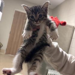 Shelter Stray Male Cat last seen , 54687 Co Rd 19, Bristol, IN 46507, USA