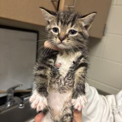 Shelter Stray Male Cat last seen , 54687 Co Rd 19, Bristol, IN 46507, USA