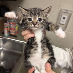 Shelter Stray Male Cat last seen , 54687 Co Rd 19, Bristol, IN 46507, USA