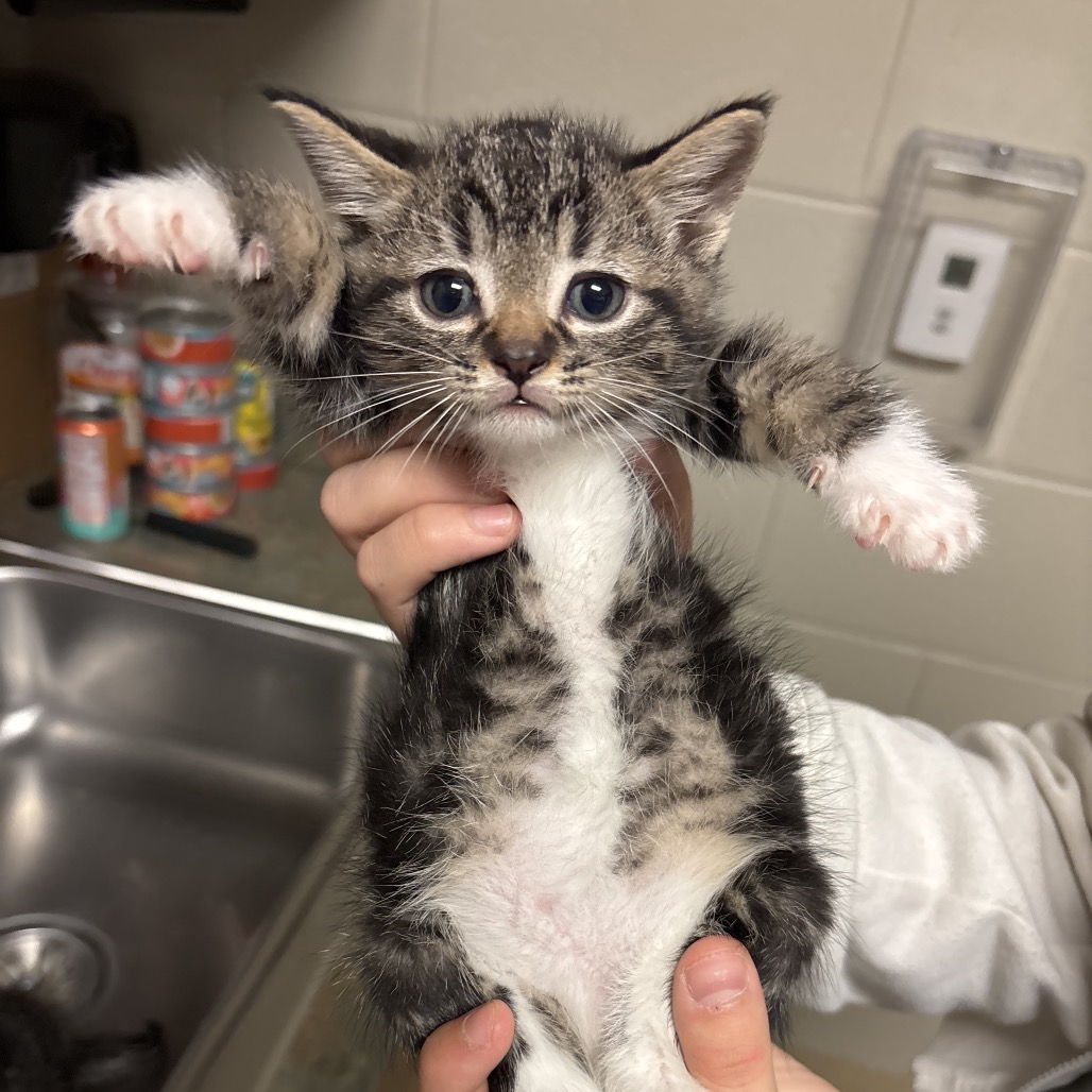 Shelter Stray Male Cat last seen , 54687 Co Rd 19, Bristol, IN 46507, USA