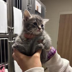 Shelter Stray Male Cat last seen , 54687 Co Rd 19, Bristol, IN 46507, USA