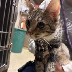 Shelter Stray Female Cat last seen , 54687 Co Rd 19, Bristol, IN 46507, USA