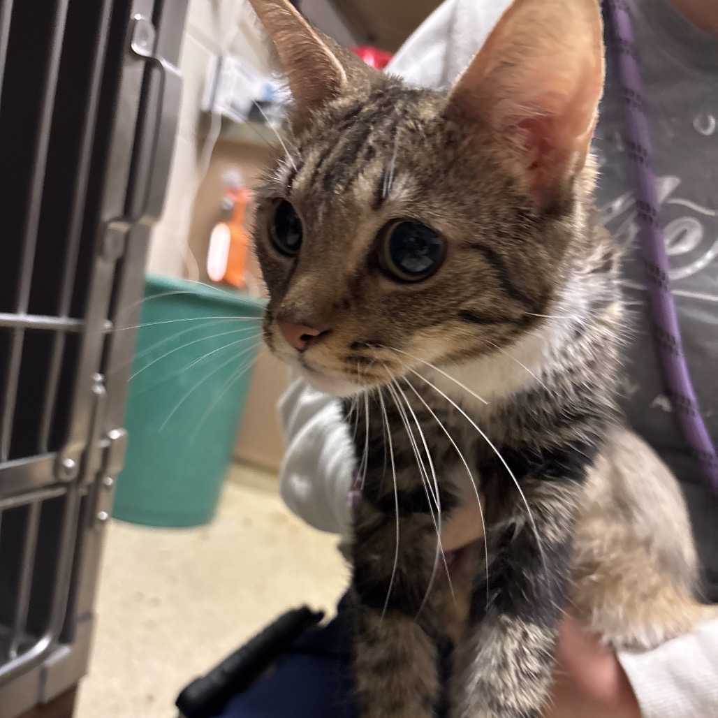 Shelter Stray Female Cat last seen , 54687 Co Rd 19, Bristol, IN 46507, USA
