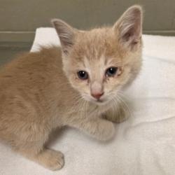 Shelter Stray Female Cat last seen , 54687 Co Rd 19, Bristol, IN 46507, USA