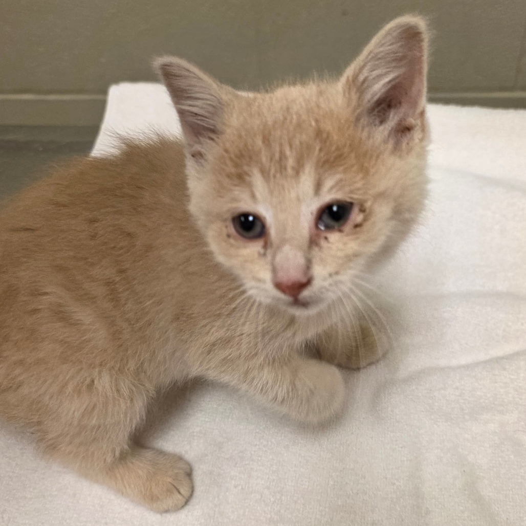 Shelter Stray Female Cat last seen , 54687 Co Rd 19, Bristol, IN 46507, USA