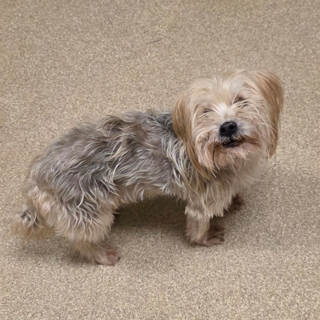 Shelter Stray Male Dog last seen , 54687 Co Rd 19, Bristol, IN 46507, USA