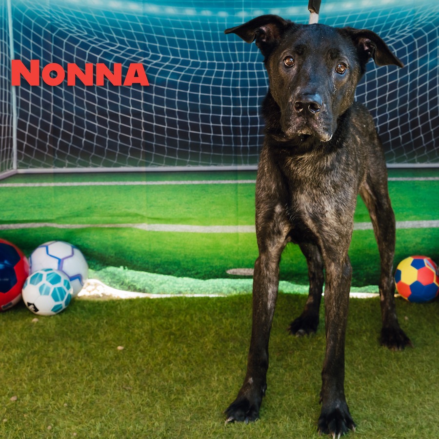 Shelter Stray Female Dog last seen , Animal Care & Control Team of Philly, 111 W Hunting Park Ave, Philadelphia, PA 19140, USA