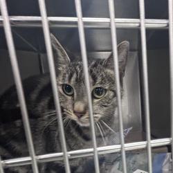 Shelter Stray Female Cat last seen , Animal Care & Control Team of Philly, 111 W Hunting Park Ave, Philadelphia, PA 19140, USA