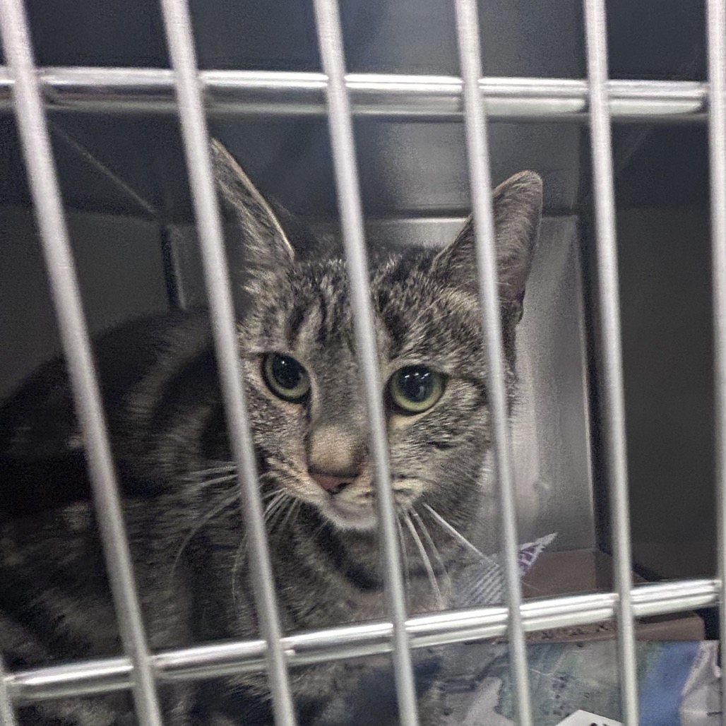 Shelter Stray Female Cat last seen , Animal Care & Control Team of Philly, 111 W Hunting Park Ave, Philadelphia, PA 19140, USA