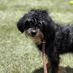 Shelter Stray Male Dog last seen , Animal Care & Control Team of Philly, 111 W Hunting Park Ave, Philadelphia, PA 19140, USA